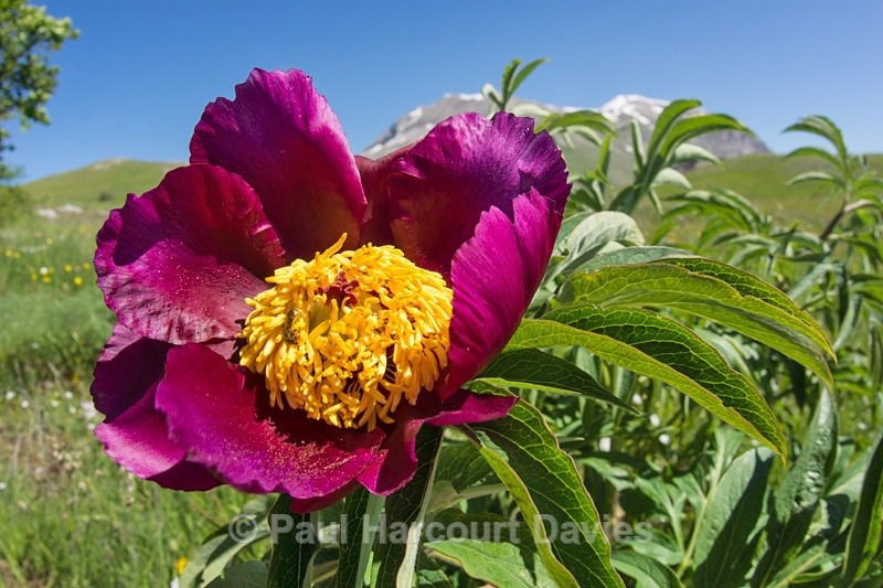  - Plants: wide-angle