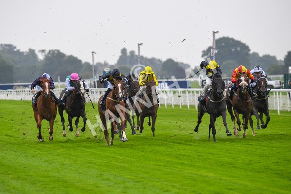 140723-Race 2-Swingalong-0145 - Race 2 2.40pm William Hill Summer Stakes