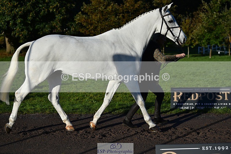 231022-091746-21678 - 651-RATHNAGREW.GREY.TEX-Nicola.Horsley-gubbins-TrotUp+SJ
