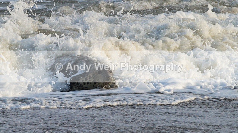 20101128_3768 - Grey Seal