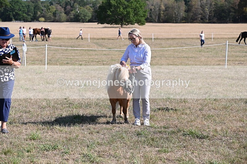 WJ6_7360 - Class 33 Rescue Pony