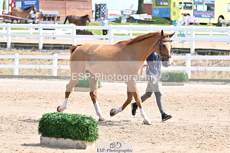 240717A-151259-02646 - Trot Up 3pm to 4pm