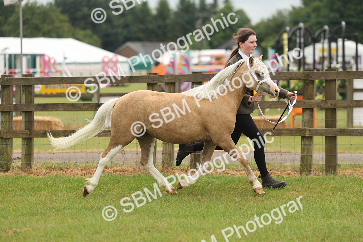 SBM_01432 - Class 50-57 - M&M Welsh Pony In Hand