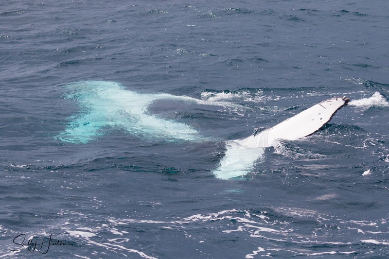 Whale Boat 3