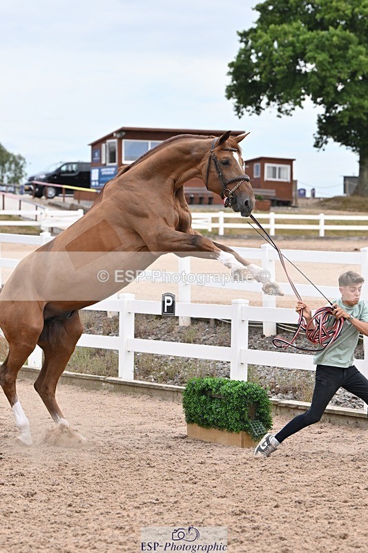 250716-143353-01204 - Trot Up 2.30 to 3.30