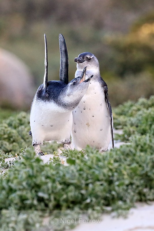 Juvenile African Penguin stretches wings, Foxy Beach, South Africa - African Penguin