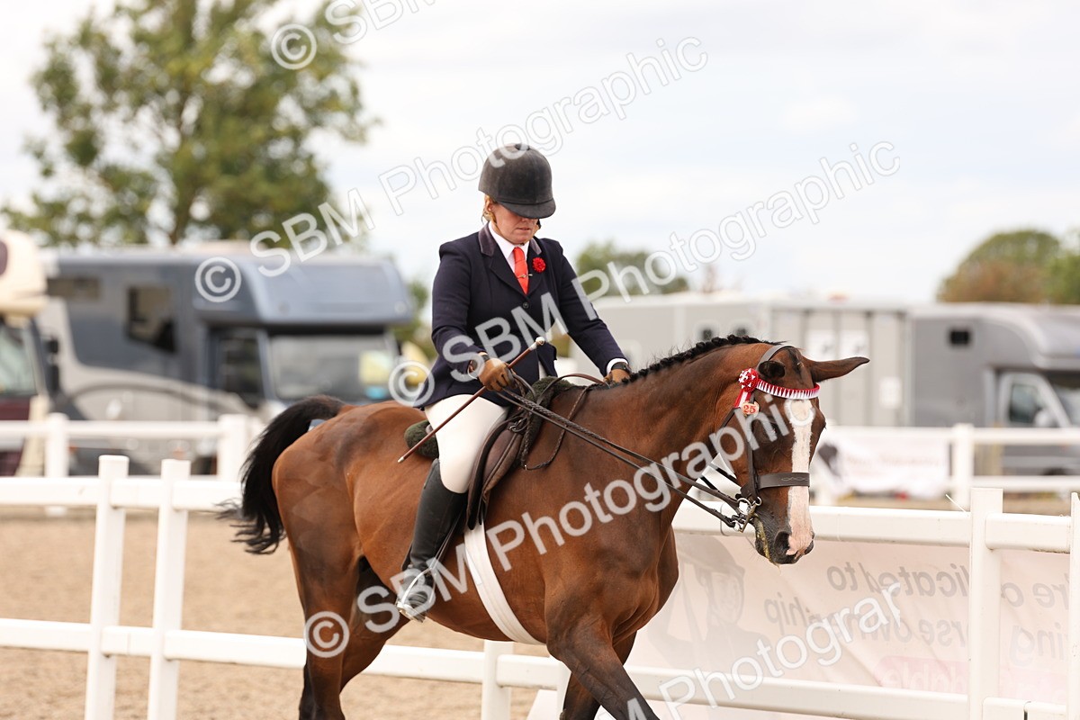 SBM_17300 - Class 214 - Ridden Hack Riding Horse