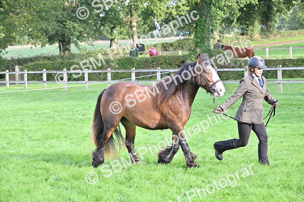 SBM_55367 - S44 - Youngstock In Hand
