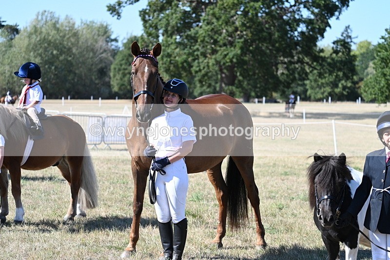 WJ7_1625 - Class 42 Most Handsome Gelding