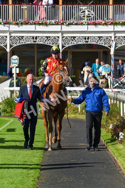141023-Race 3-Montassib-1052 - Race 3 2.25pm Coral Sprint Trophy Handicap