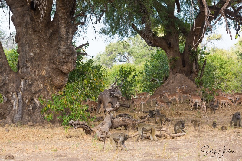 Impala Mashatu Tree 1