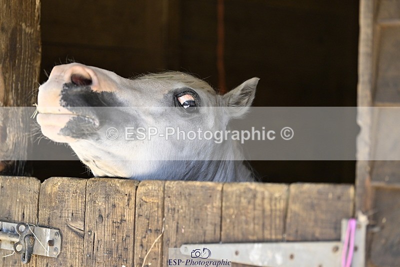 240728B-115324-00347 - Sunday Stable Shots and Fancy Dress