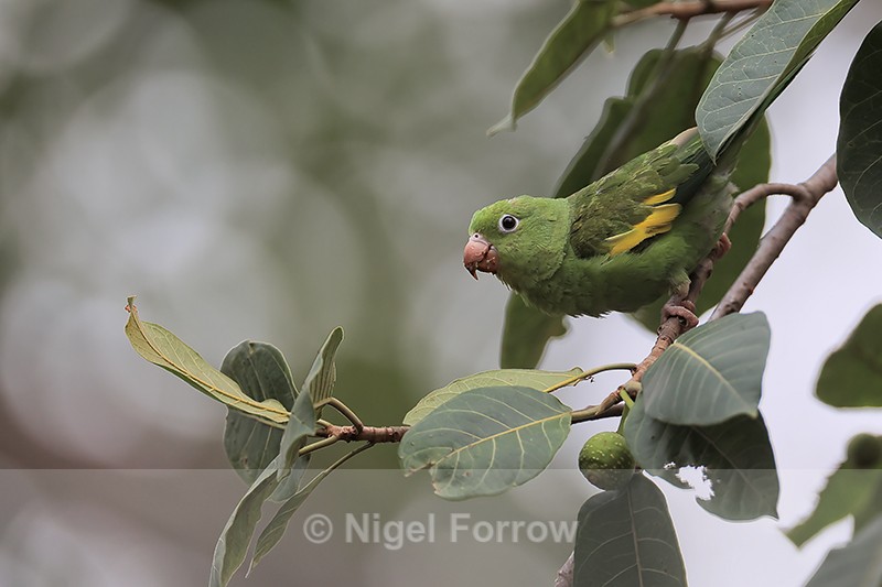 Yellow-chevroned Parakeet in tree, Porto Jofre, Brazil - Yellow-chevroned Parakeet