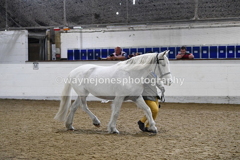 WJ5_4620 - Class 3 Part Bred In hand