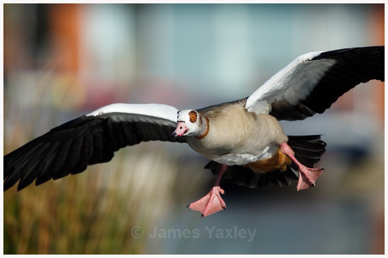 Egyptian Goose Landing - Latest Work