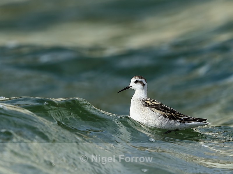 Red-necked Phalarope (juvenile) swimming, Farmoor - Red-necked Phalarope