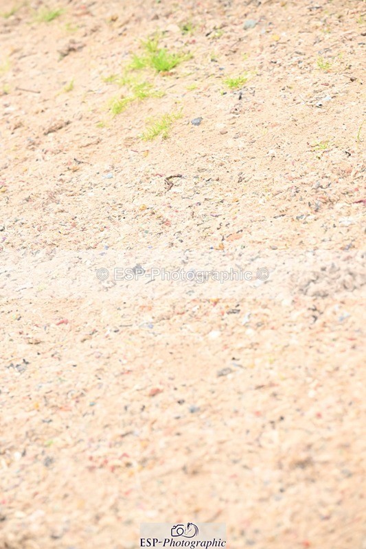 250914-132349-08731 - Cls 29+30 Newcomers and Fox