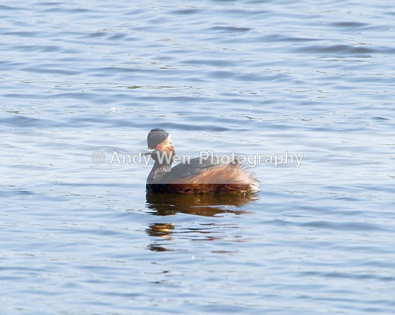 20110422-IMG_4676-156 - Black-necked Grebe