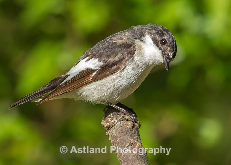 Astland Photography, Bird and Wildlife Images, Susan and Peter Wilson, U.K