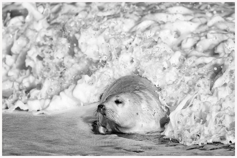 Seal and Surf  - Latest Work