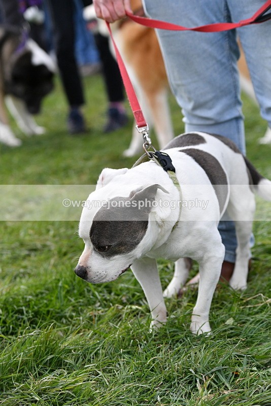 WJ5_9998 - Class 5 Best Veteran / 7 years & over