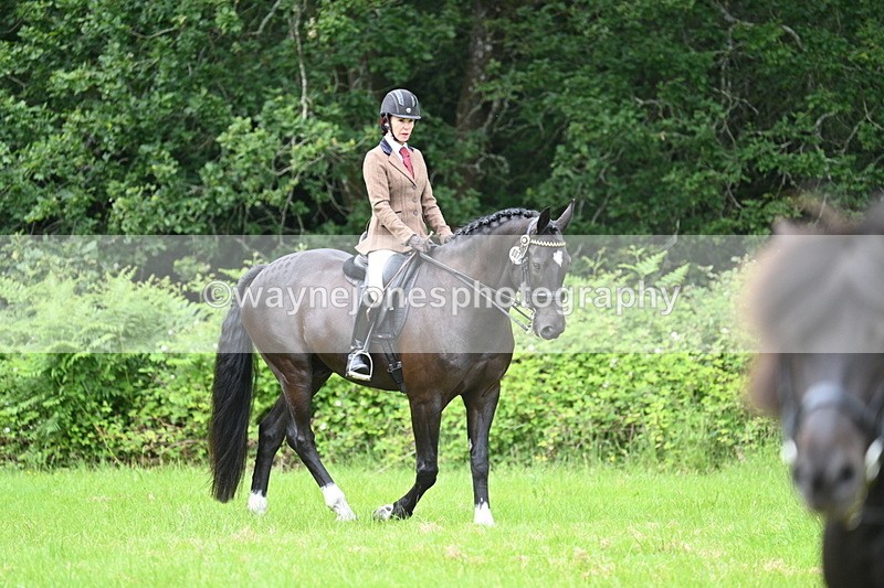 WJ7_3921 - Class 14A Handsome Gelding