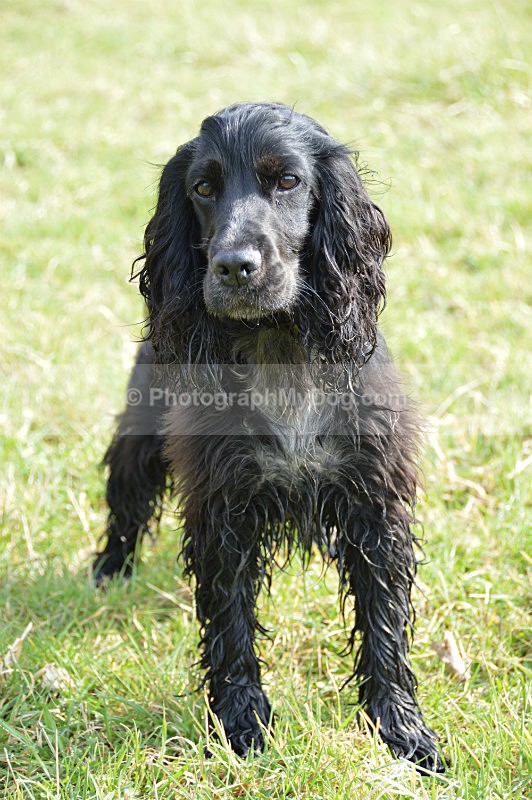  - Cocker Spaniels