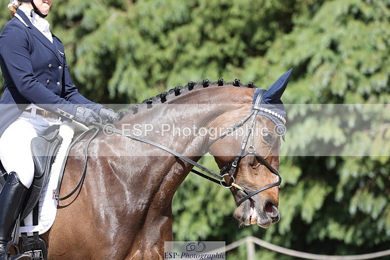 230526-151226-06652 - 379-QUIZICAL_Z-Alice_Hallows-WEDTrotUp+DR