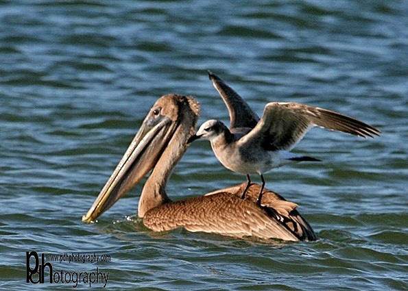 pigyback-1-0645 - Natural World Birds