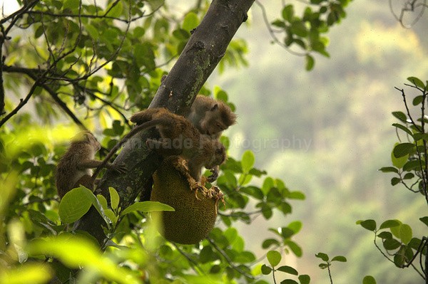 Macaque Monkey in Jungle in Ella Sri Lanka 11 - Sri Lanka wildlife, people & places