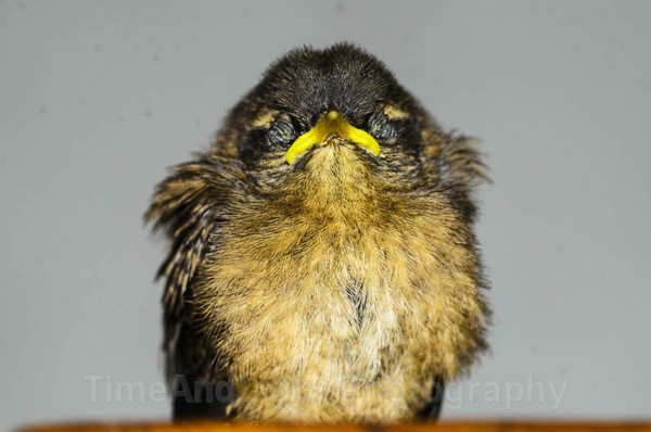 Young Wren - Birds
