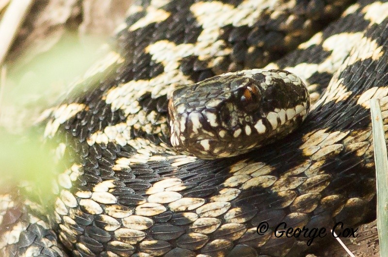 Adder 3 - Reptiles