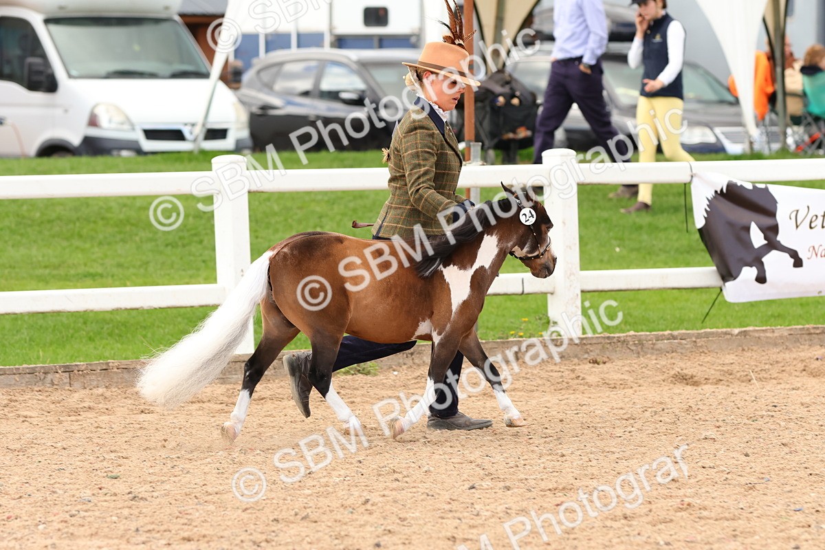 SBM_10294 - Class 206 - IH Non Show Type Pony