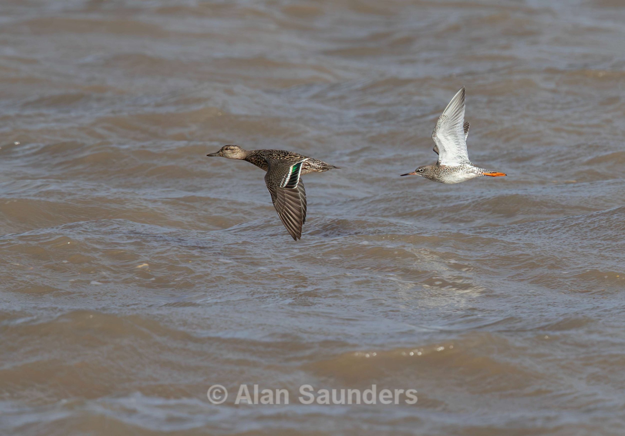 Eurasian Teal 7 (with Redshank)