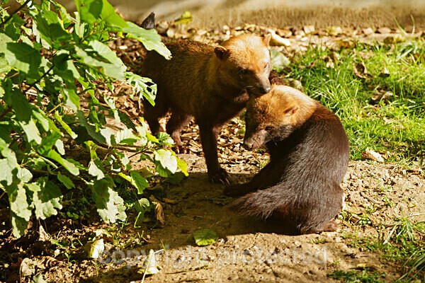 Bush Dogs - Other Wildlife Species