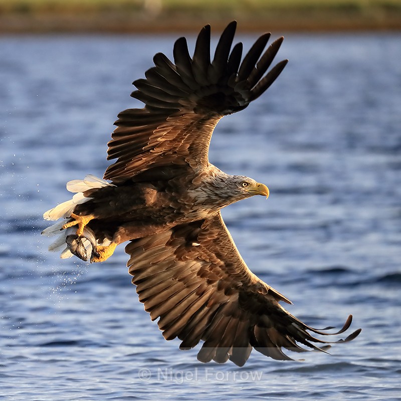 White-tailed Sea-Eagle & fish, wings spread, Norway - White-tailed Sea-Eagle
