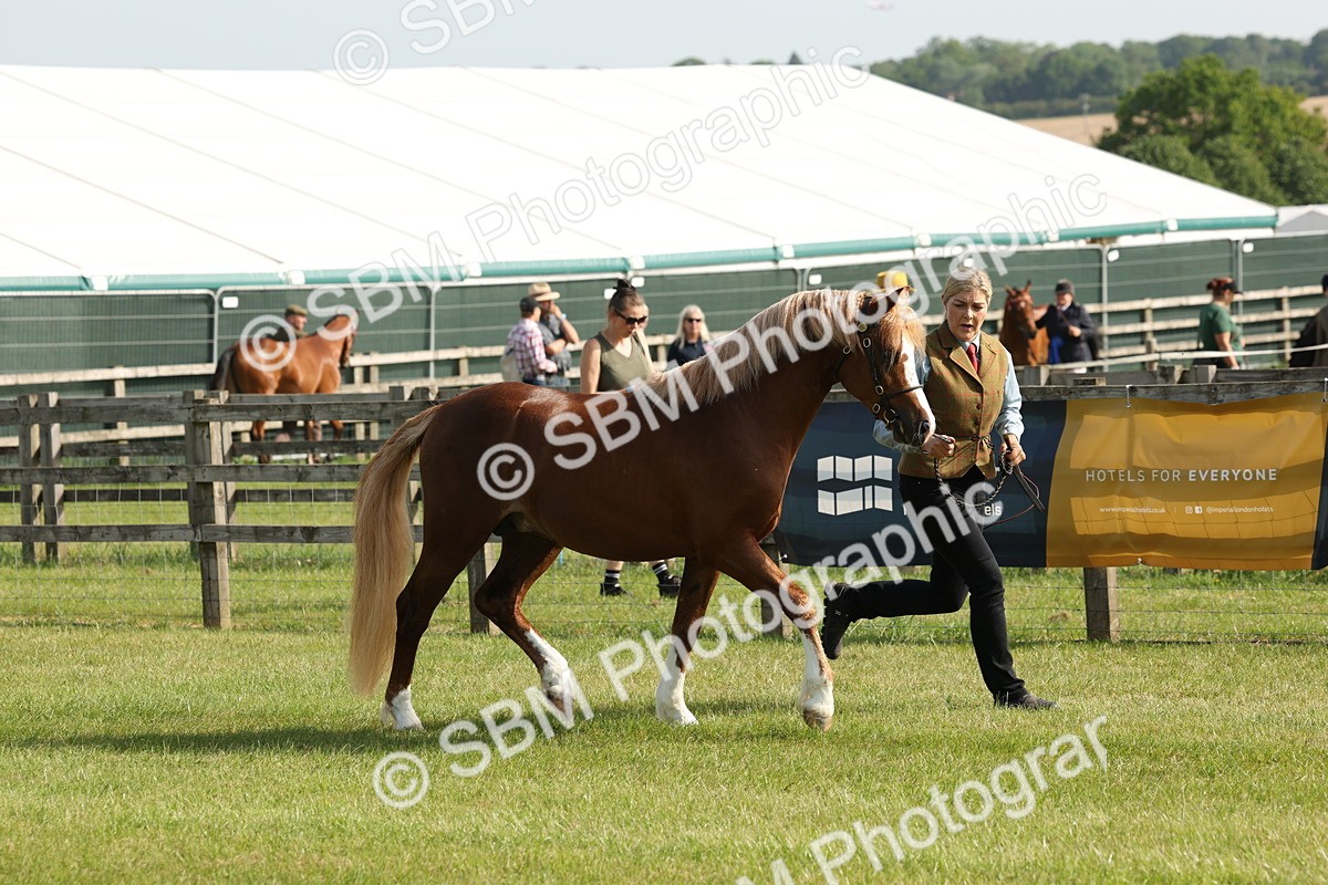SBM_00673 - Class 6-13 - Mountatin and Moorland In Hand Welsh Breeds