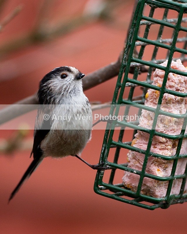 20110305-IMG_8075 - Long-tail Tit