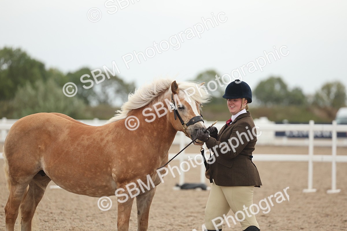 SBM_19381 - Class 317 - IH Pure Bred Horse-Pony