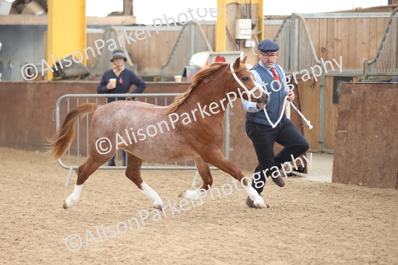 20251109-0498 - Class 18 - Yearling, Colt, Filly or Gelding