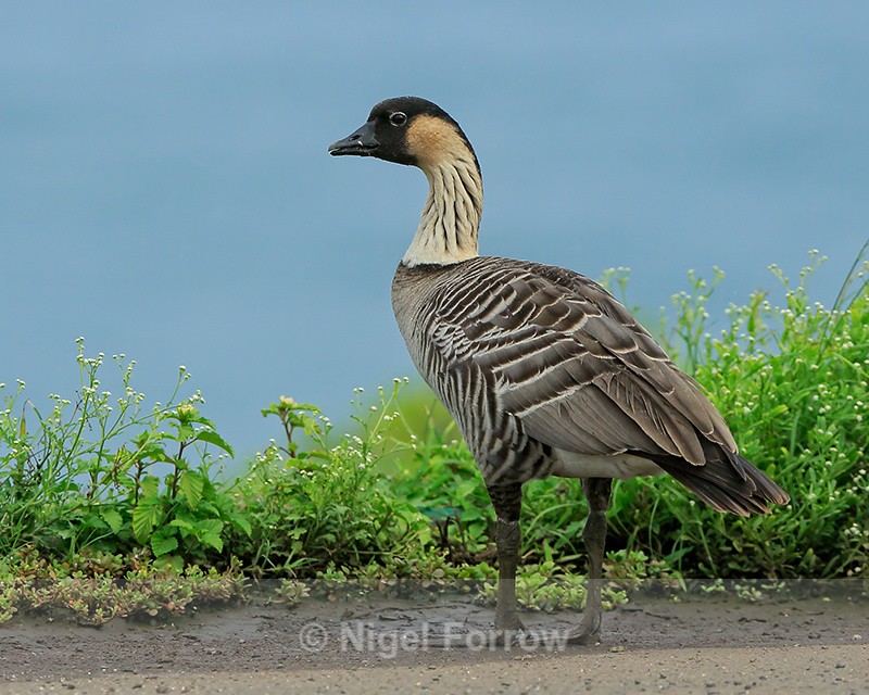 Hawaiian Goose (Nene), Kealia Beach, Kauai - Hawaiian Goose