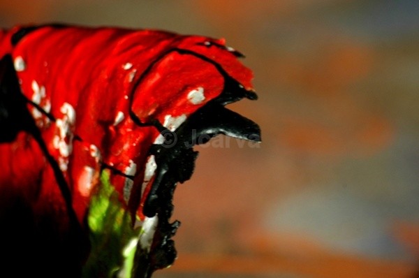 Painted Paint - Freixo Atelier - I