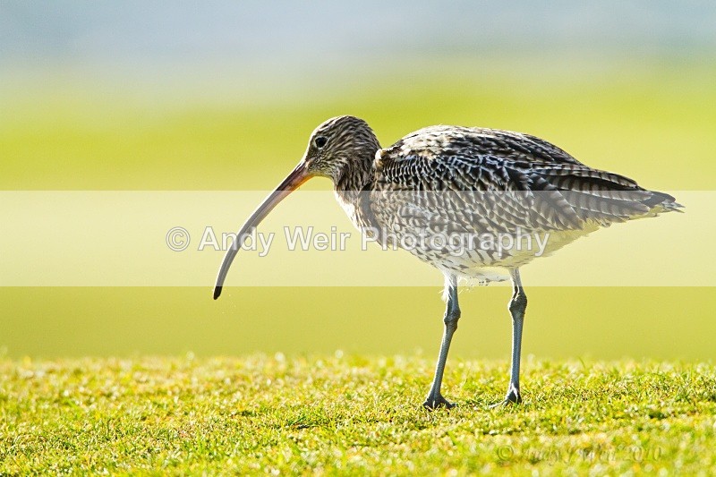 20101027-2565 - Curlew