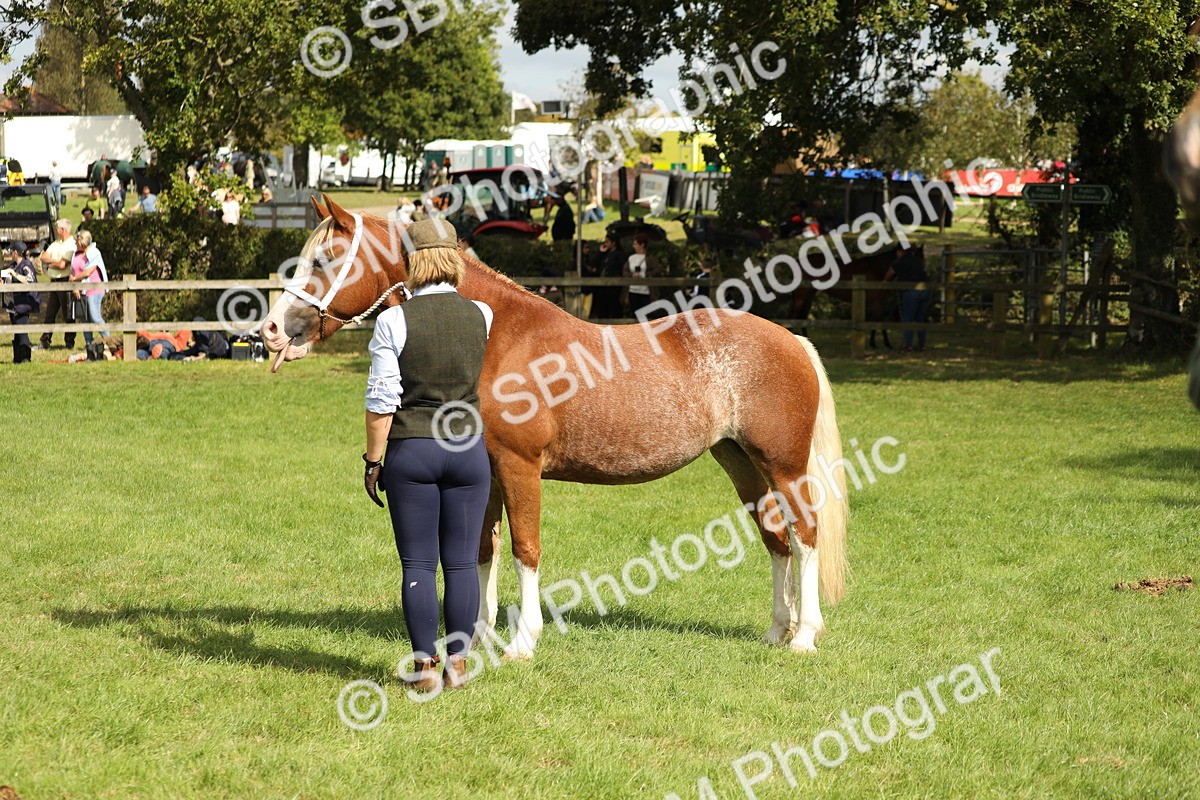 SBM_65464 - S47 - Mountain & Moorland In Hand Large Breeds