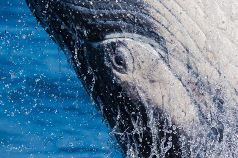 0A3A7315. Eye to Eye - 2023 Whale Photos