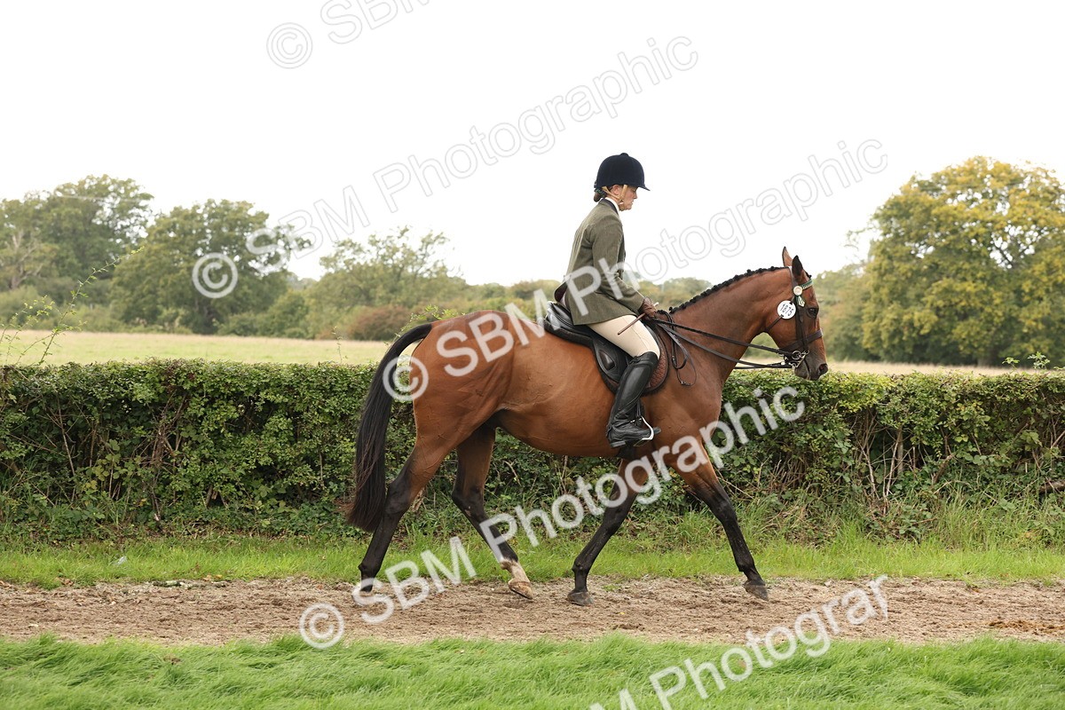 SBM_64178 - S65 - Riding Horse & Hack & Thoroughbred Ridden