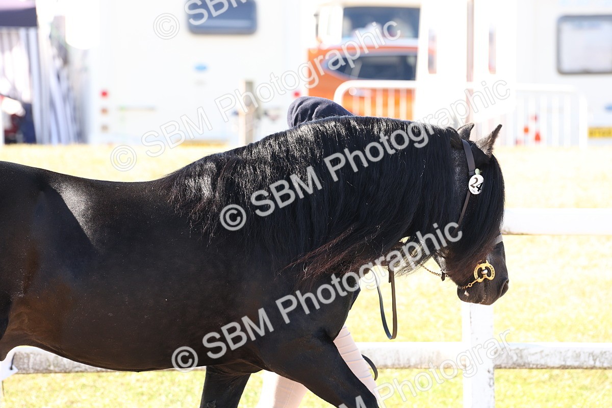 SBM_12860 - Class 206 - IH Non Show Type Pony