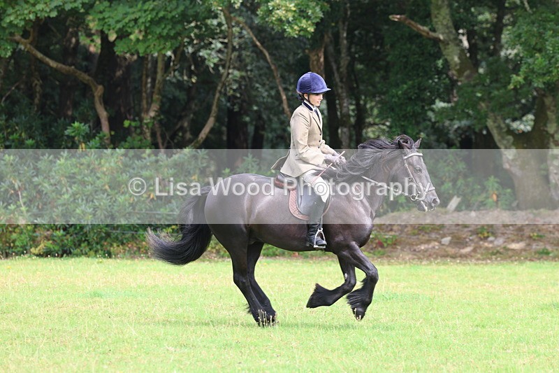 3E7A5856 - Class 26 and 27: 70cm Working Hunter