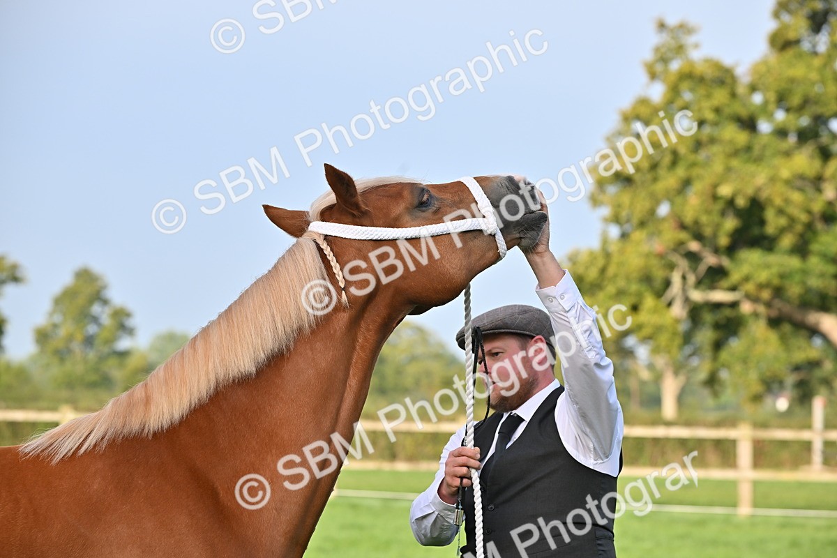 SBM_55365 - S44 - Youngstock In Hand
