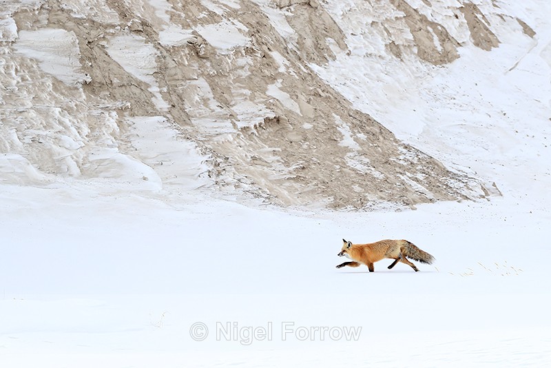 Red Fox near Trout Creek, Hayden Valley, Yellowstone National Park - Red Fox